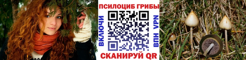 Псилоцибиновые грибы Cubensis  Купить где  Кашира 